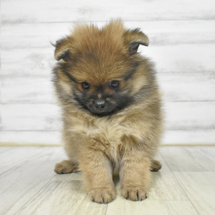 愛知県のポメラニアン (犬の家＆猫の里春日井本店/2025年9月9日生まれ/男の子/オレンジ)の子犬