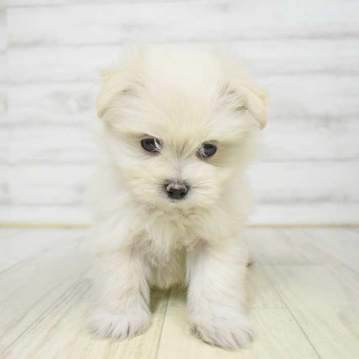 長野県のポメマル/マルポメ(ポメラニアン×マルチーズ) (犬の家＆猫の里長野店/2025年9月6日生まれ/女の子/ホワイト)の子犬の3枚目の画像