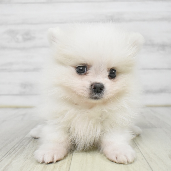 長野県のポメラニアン (犬の家＆猫の里長野店/2025年9月9日生まれ/男の子/パーティーカラー)の子犬
