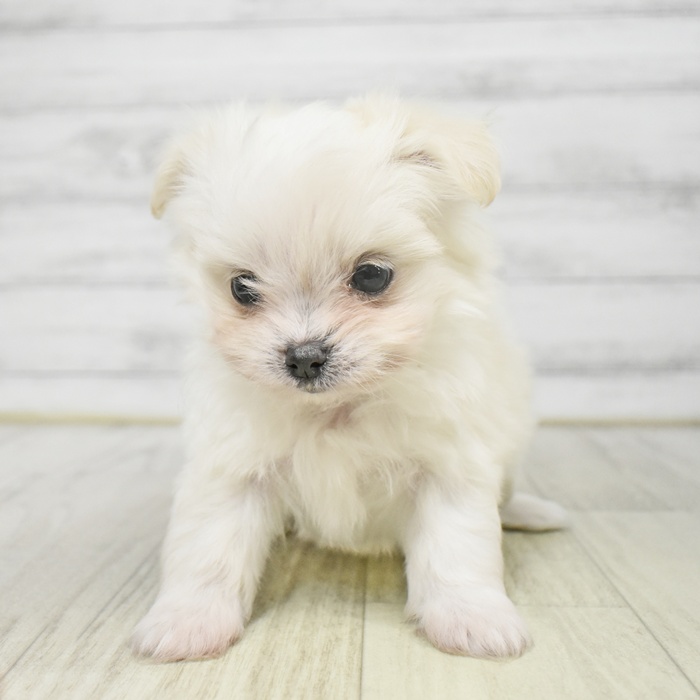 福井県のチワマル/マルチワ(チワワ×マルチーズ) (犬の家＆猫の里福井店/2025年9月8日生まれ/男の子/クリーム)の子犬の2枚目の画像