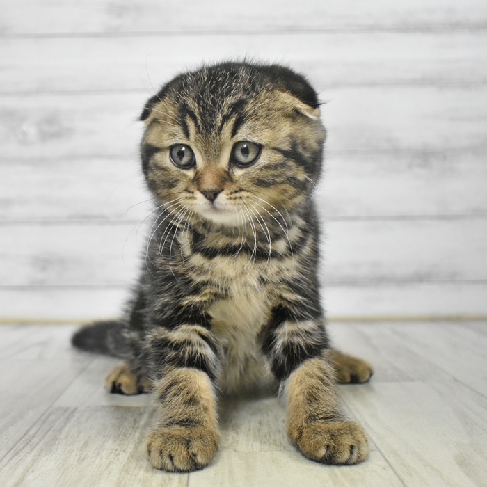 福岡県のスコティッシュフォールド (犬の家＆猫の里シュロアモール筑紫野店/2025年9月5日生まれ/男の子/ブラウンタビー)の子猫