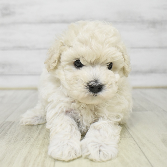 福岡県のビションプー(ビションフリーゼ×プードル) (犬の家＆猫の里シュロアモール筑紫野店/2025年9月7日生まれ/女の子/ホワイト)の子犬