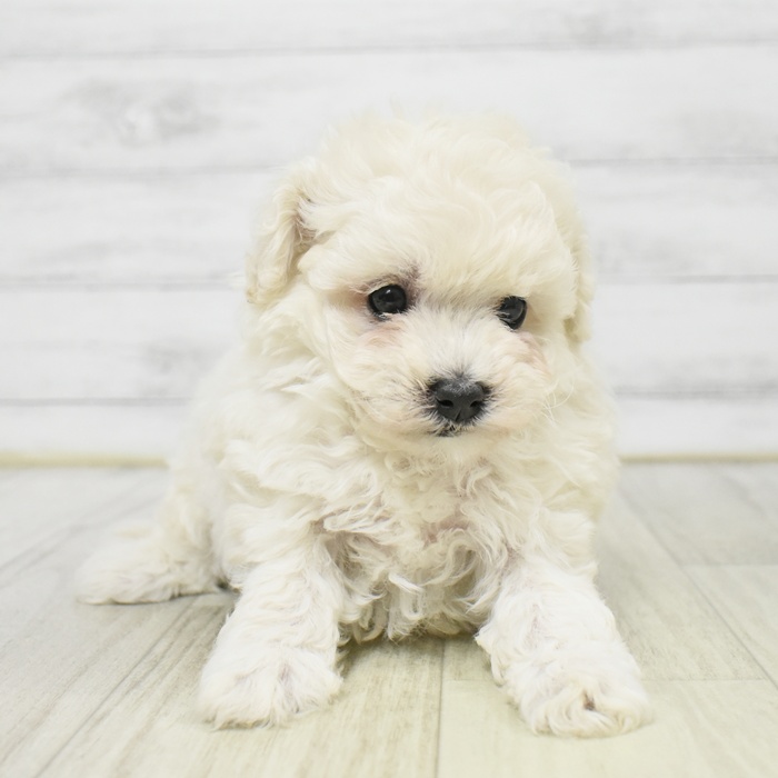長野県のビションプー(ビションフリーゼ×プードル) (犬の家＆猫の里長野店/2025年9月7日生まれ/女の子/ホワイト)の子犬