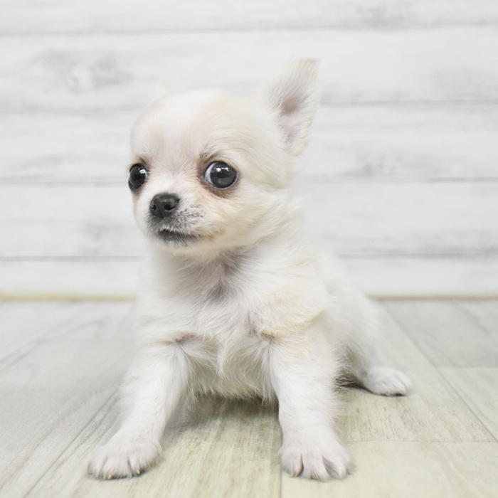神奈川県のチワワ(ロング) (犬の家＆猫の里モザイクモール港北店/2025年9月9日生まれ/男の子/クリーム)の子犬の3枚目の画像