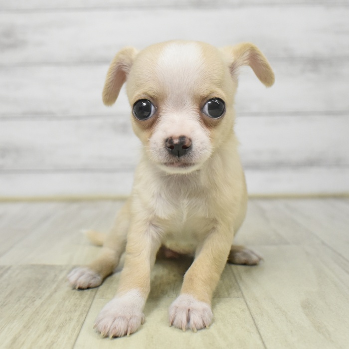 福岡県のチワワ(スムース) (犬の家＆猫の里トリアス久山店/2025年9月9日生まれ/女の子/クリームホワイト)の子犬