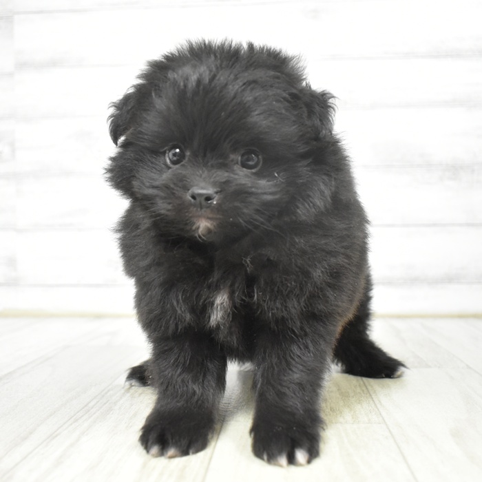 愛知県のポメプー(ポメラニアン×プードル) (犬の家＆猫の里豊川インター店/2025年9月9日生まれ/女の子/ブラック)の子犬の2枚目の画像