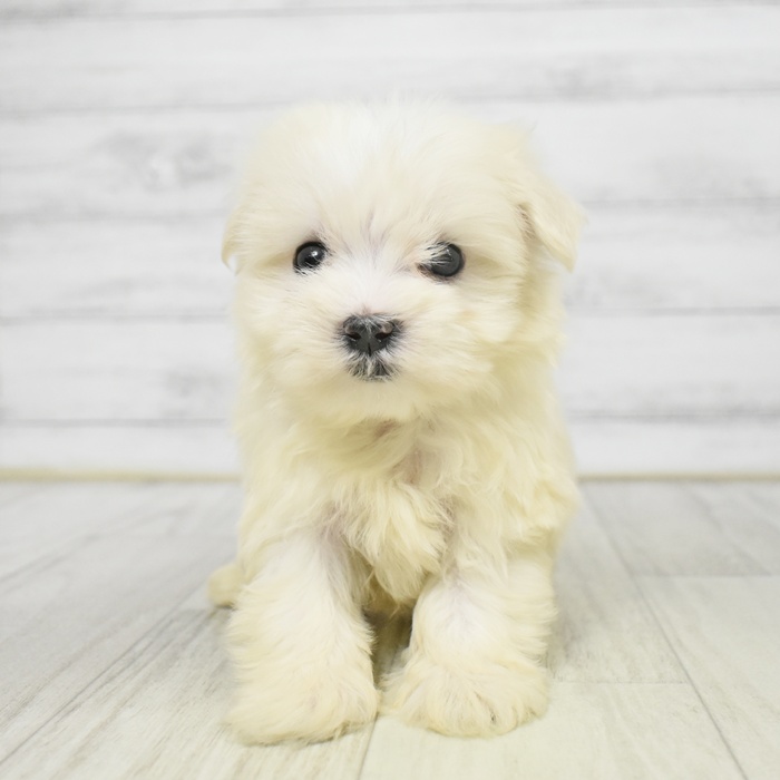 神奈川県のマルチーズ (犬の家＆猫の里小田原店/2025年9月9日生まれ/男の子/ホワイト)の子犬