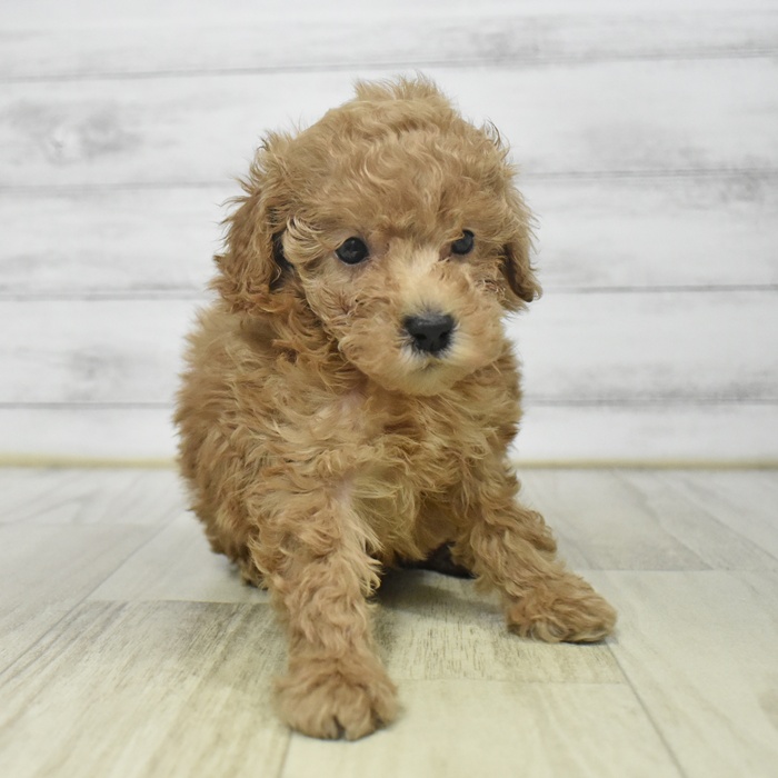 神奈川県のトイプードル(トイ) (犬の家＆猫の里元住吉ブレーメン通り店/2025年9月7日生まれ/男の子/オレンジフォーン)の子犬