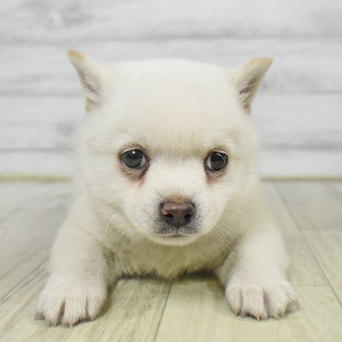 福岡県のチワ柴/柴チワ/チワシバ(チワワ×柴) (犬の家＆猫の里シュロアモール筑紫野店/2025年9月9日生まれ/男の子/白)の子犬