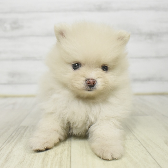 愛知県のポメラニアン (犬の家＆猫の里豊川インター店/2025年9月7日生まれ/女の子/クリーム)の子犬の2枚目の画像