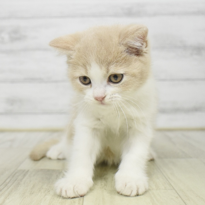静岡県のブリティッシュショートヘアー (犬の家＆猫の里藤枝店/2025年9月9日生まれ/男の子/クリームホワイト)の子猫の2枚目の画像