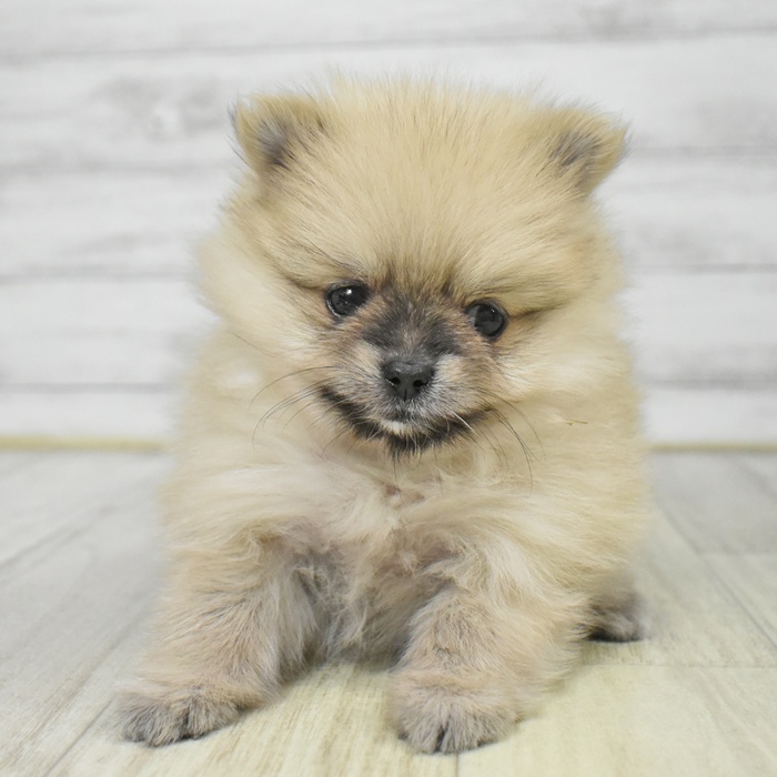神奈川県のポメラニアン (犬の家＆猫の里小田原店/2025年9月7日生まれ/女の子/オレンジ)の子犬