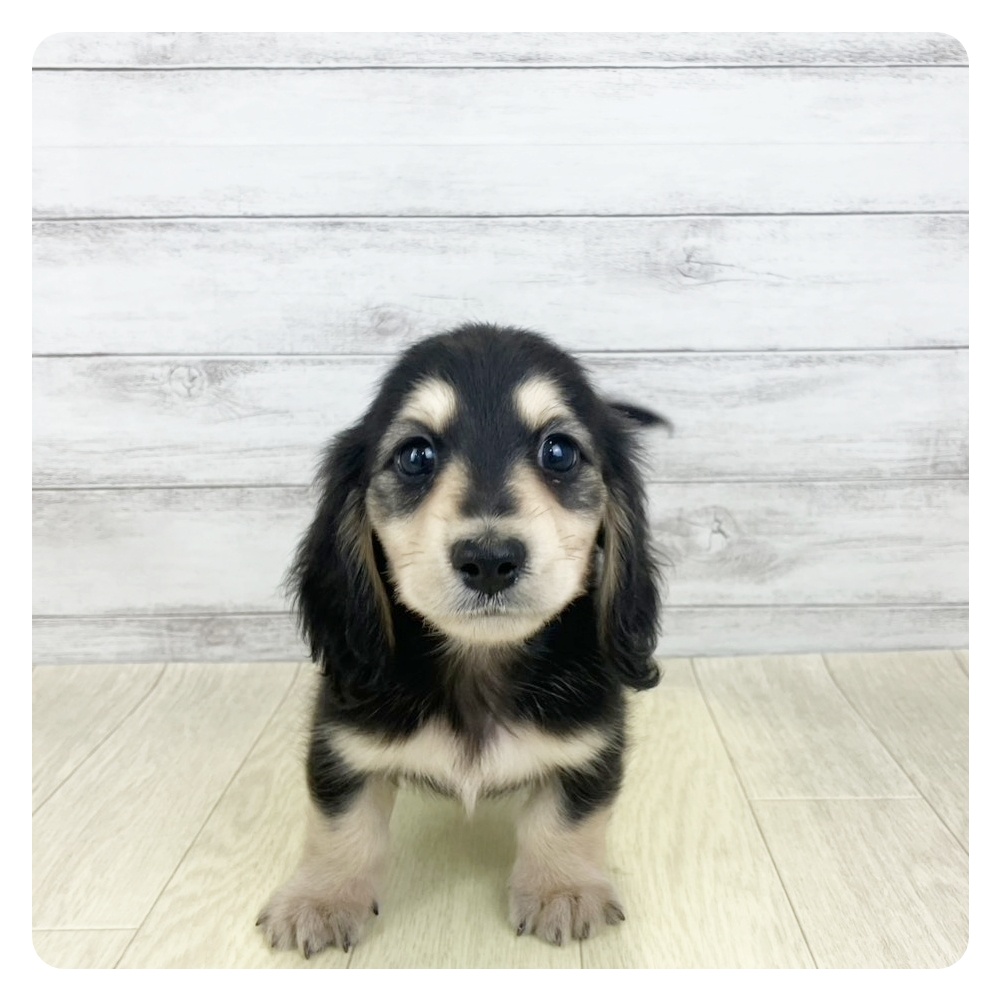 福井県のミニチュアダックスフンド(ロング) (犬の家＆猫の里福井店/2025年9月3日生まれ/男の子/ブラックイエロー)の子犬の2枚目の画像