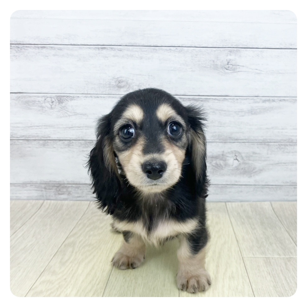 愛知県のミニチュアダックスフンド(ロング) (犬の家＆猫の里一宮店/2025年9月3日生まれ/女の子/ブラックイエロー)の子犬の3枚目の画像