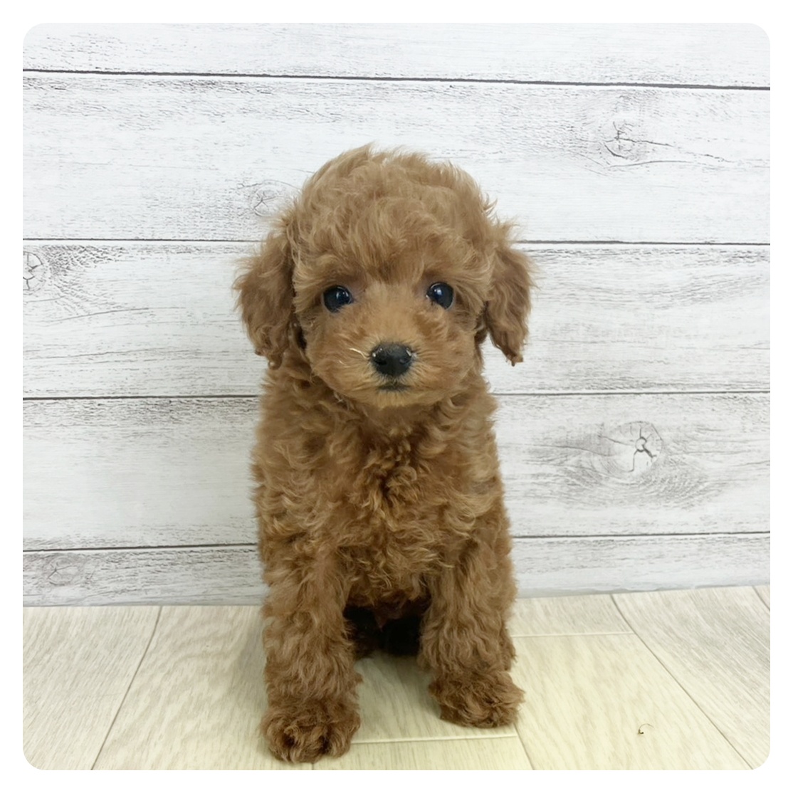 愛知県のトイプードル(タイニー) (犬の家＆猫の里名古屋天白店/2025年9月1日生まれ/男の子/レッドフォーン)の子犬の4枚目の画像