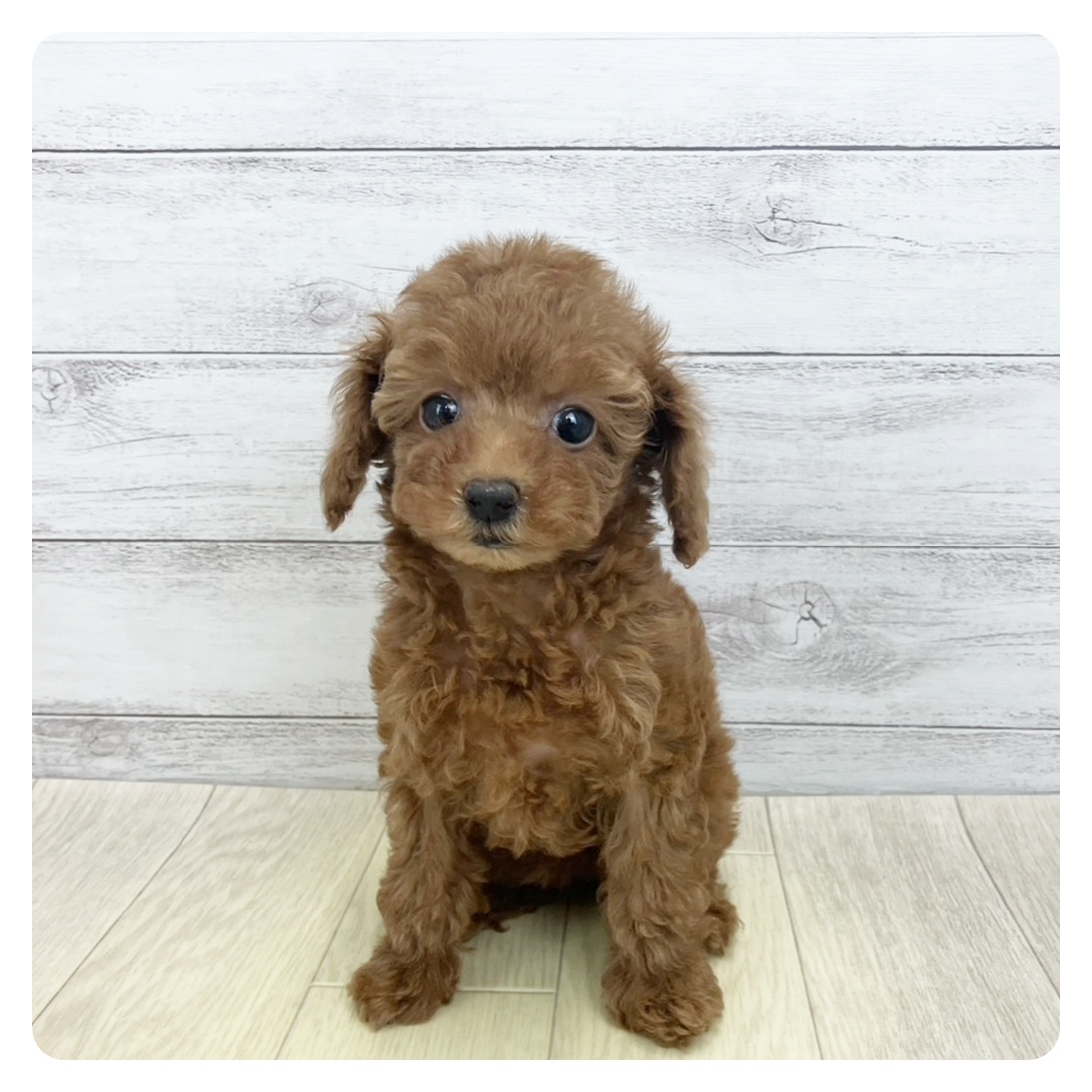 愛知県のトイプードル(タイニー) (犬の家＆猫の里碧南店/2025年9月1日生まれ/女の子/レッドフォーン)の子犬の2枚目の画像