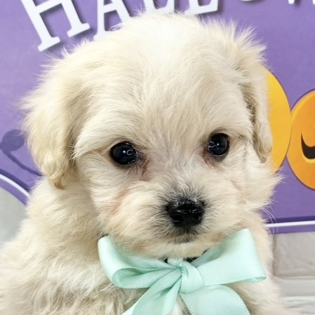 岐阜県のマルプー(マルチーズ×プードル) (犬の家＆猫の里岐南店/2025年9月10日生まれ/男の子/クリームホワイト)の子犬