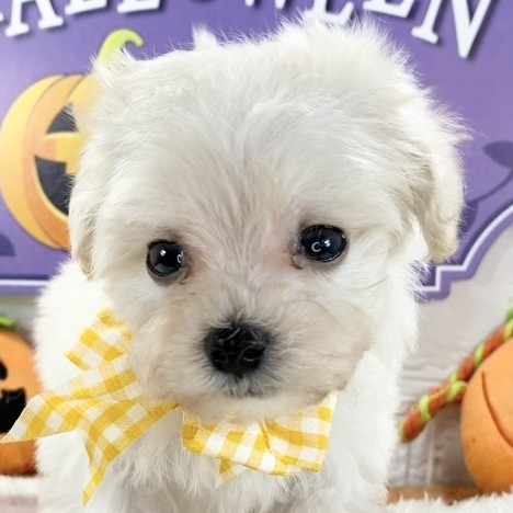 愛知県のマルプー(マルチーズ×プードル) (犬の家＆猫の里七宝店/2025年9月10日生まれ/男の子/クリーム)の子犬の1枚目の画像