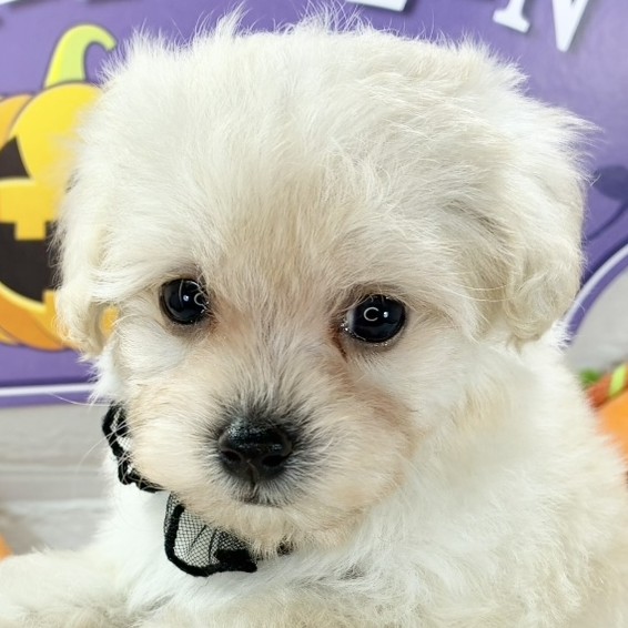 岐阜県のマルプー(マルチーズ×プードル) (犬の家＆猫の里カラフルタウン岐阜店/2025年9月10日生まれ/女の子/クリーム)の子犬