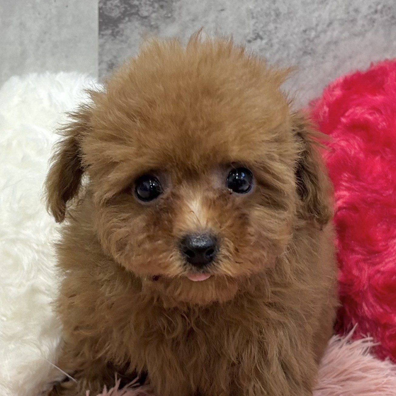 福井県のトイプードル(トイ) (犬の家＆猫の里福井店/2025年9月8日生まれ/女の子/レッドフォーン)の子犬の3枚目の画像