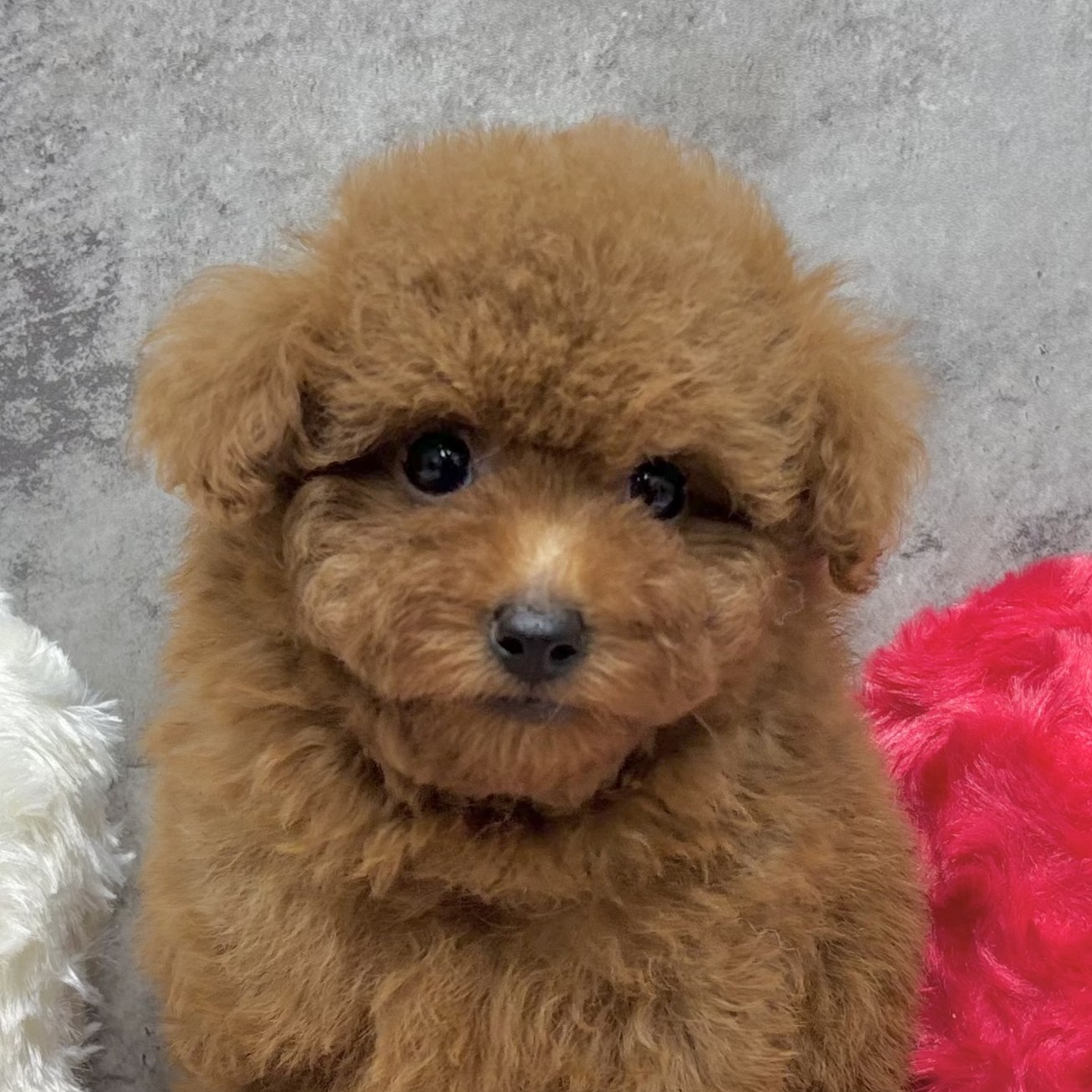 兵庫県のトイプードル(トイ) (犬の家＆猫の里尼崎店/2025年9月8日生まれ/男の子/レッドフォーン)の子犬の2枚目の画像