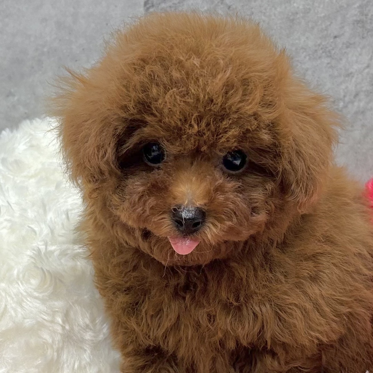 大阪府のトイプードル(トイ) (犬の家＆猫の里吹田店/2025年9月8日生まれ/男の子/レッドフォーン)の子犬の1枚目の画像