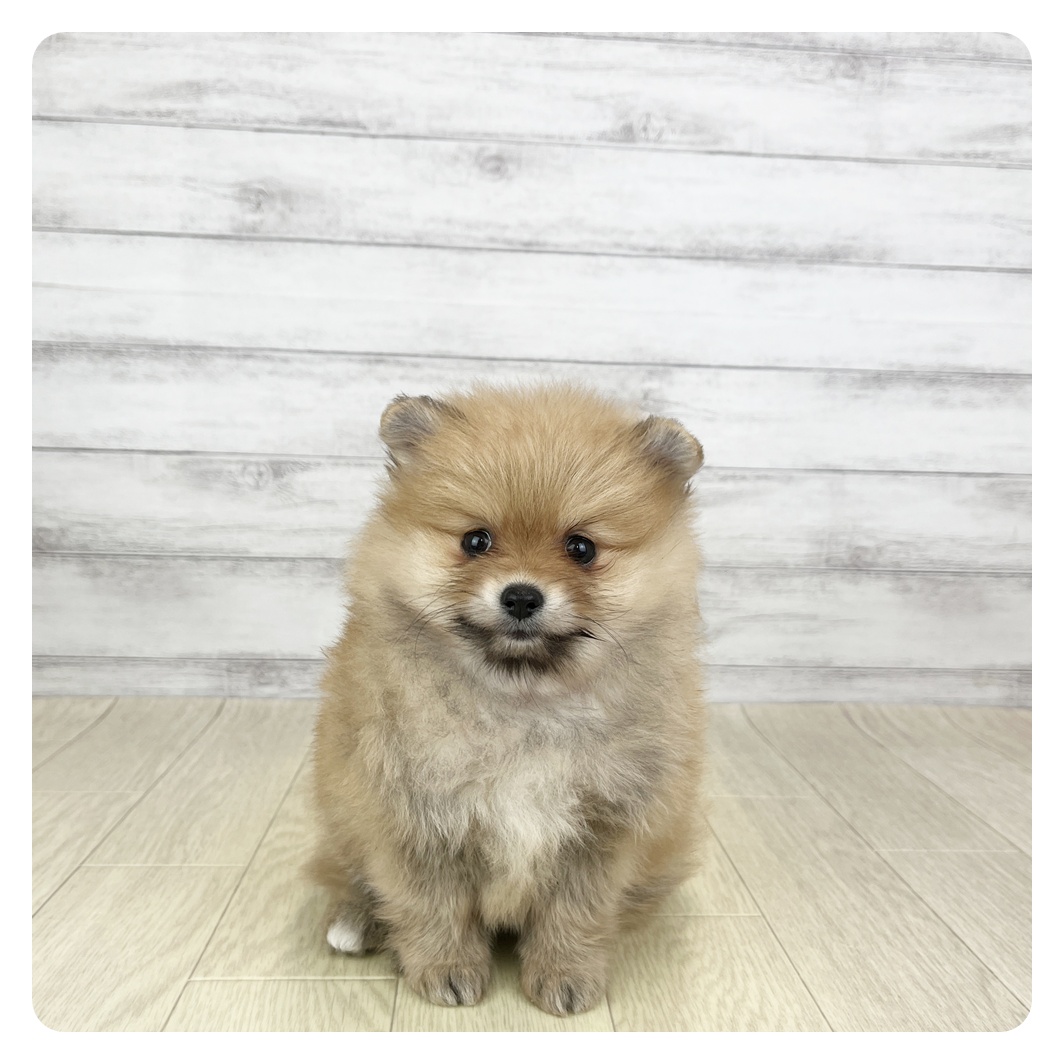 愛知県のポメラニアン (犬の家＆猫の里一宮店/2025年9月8日生まれ/女の子/オレンジ)の子犬の4枚目の画像