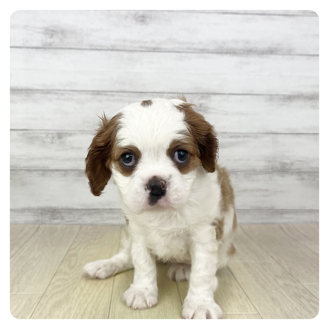 愛知県のキャバリアキングチャールズスパニエル (犬の家＆猫の里碧南店/2025年9月10日生まれ/女の子/ブレンハイム)の子犬の4枚目の画像