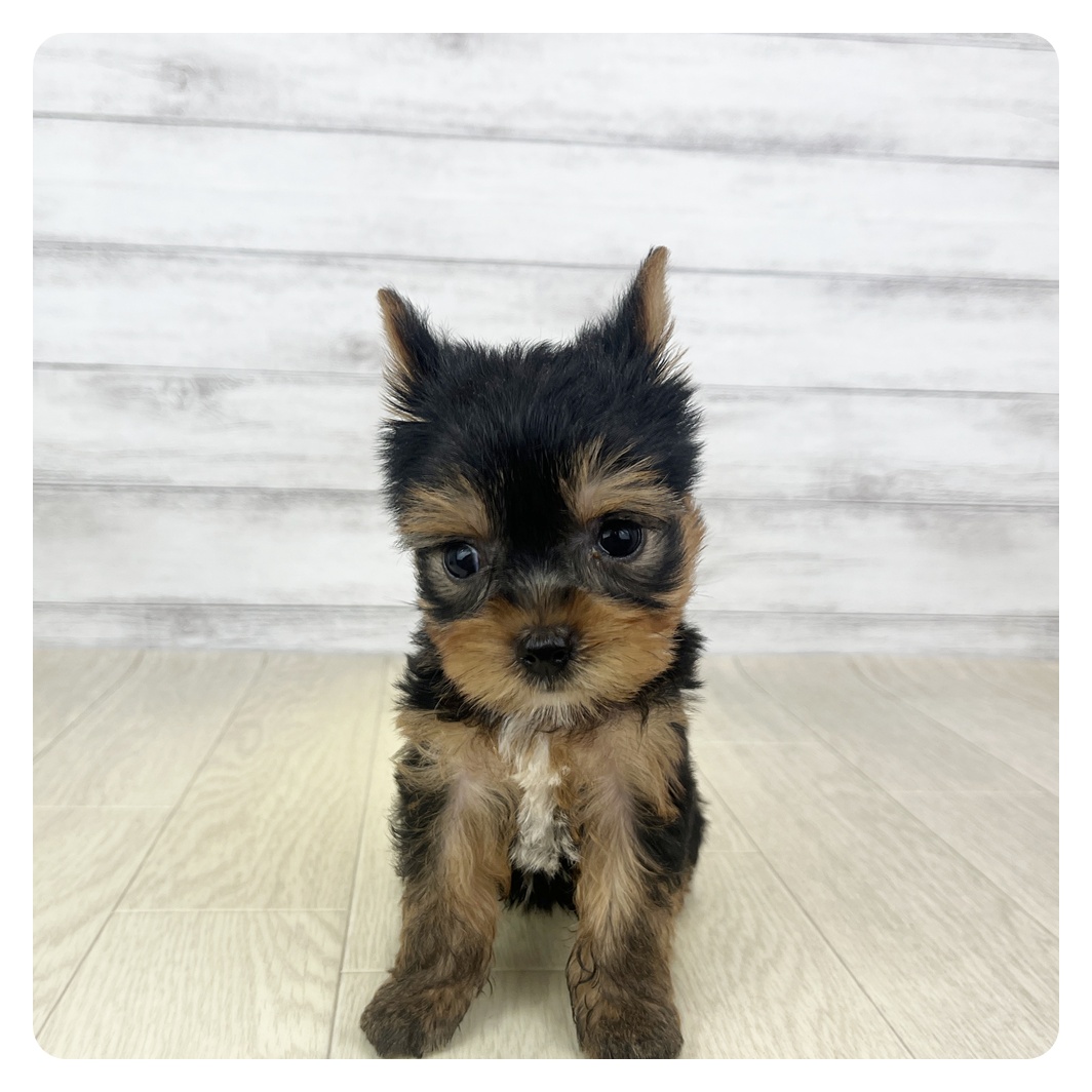愛知県のヨークシャーテリア (犬の家＆猫の里碧南店/2025年9月8日生まれ/女の子/スチールブルータン)の子犬