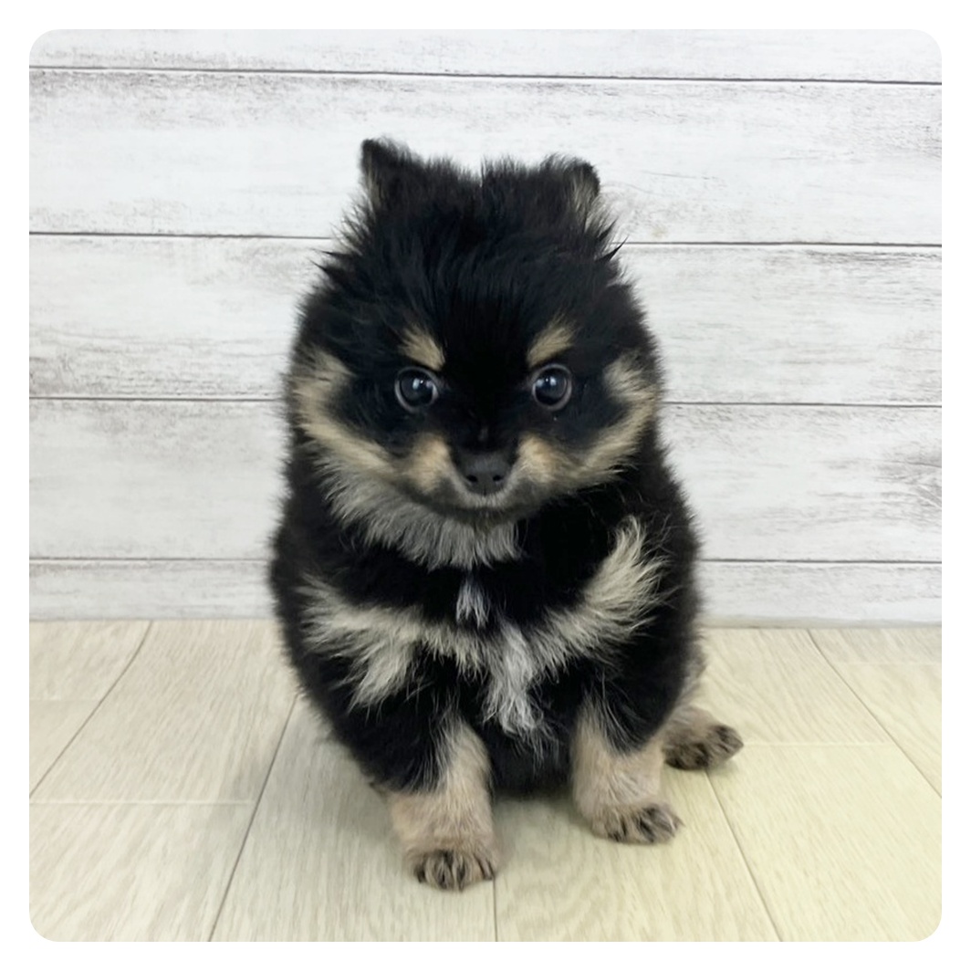 岡山県のポメチワ/チワポメ/ポメチー(ポメラニアン×チワワ) (犬の家＆猫の里倉敷店/2025年9月9日生まれ/男の子/ブラックタンホワイト)の子犬の2枚目の画像