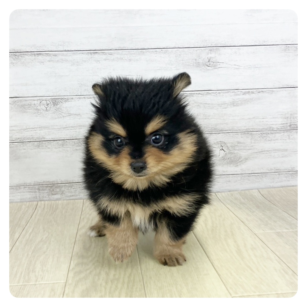 ハーフ犬男の子の写真