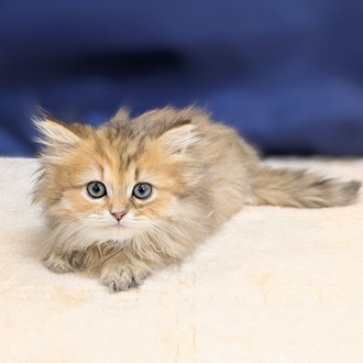 愛知県のペルシャ (犬の家＆猫の里一宮店/2025年9月8日生まれ/女の子/チンチラゴールデン)の子猫の1枚目の画像