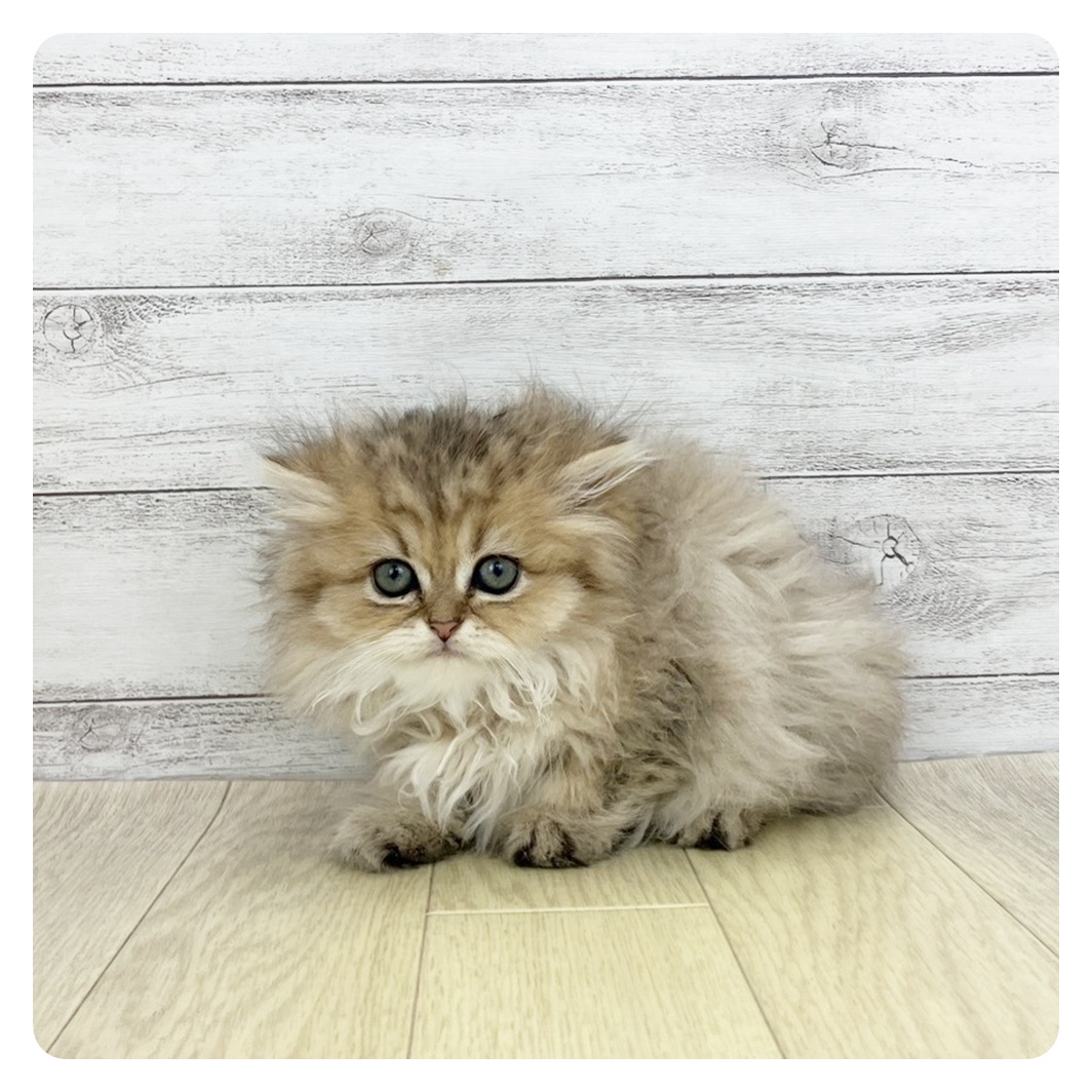 愛知県のペルシャ (犬の家＆猫の里岡崎店/2025年9月8日生まれ/女の子/チンチラゴールデン)の子猫の4枚目の画像
