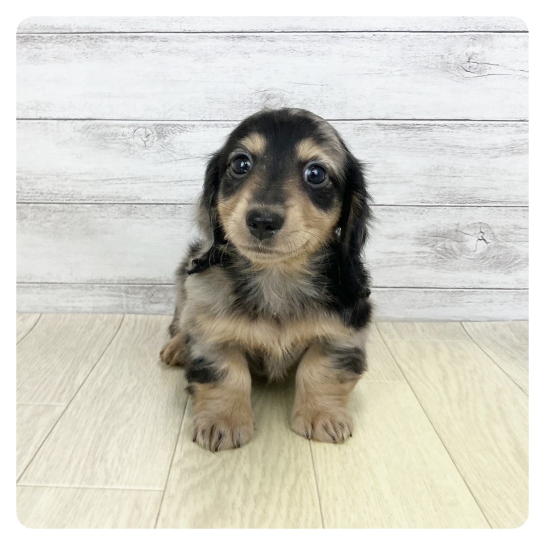 兵庫県のミニチュアダックスフンド(ロング) (犬の家＆猫の里尼崎店/2025年9月10日生まれ/女の子/シルバーダップル)の子犬の2枚目の画像