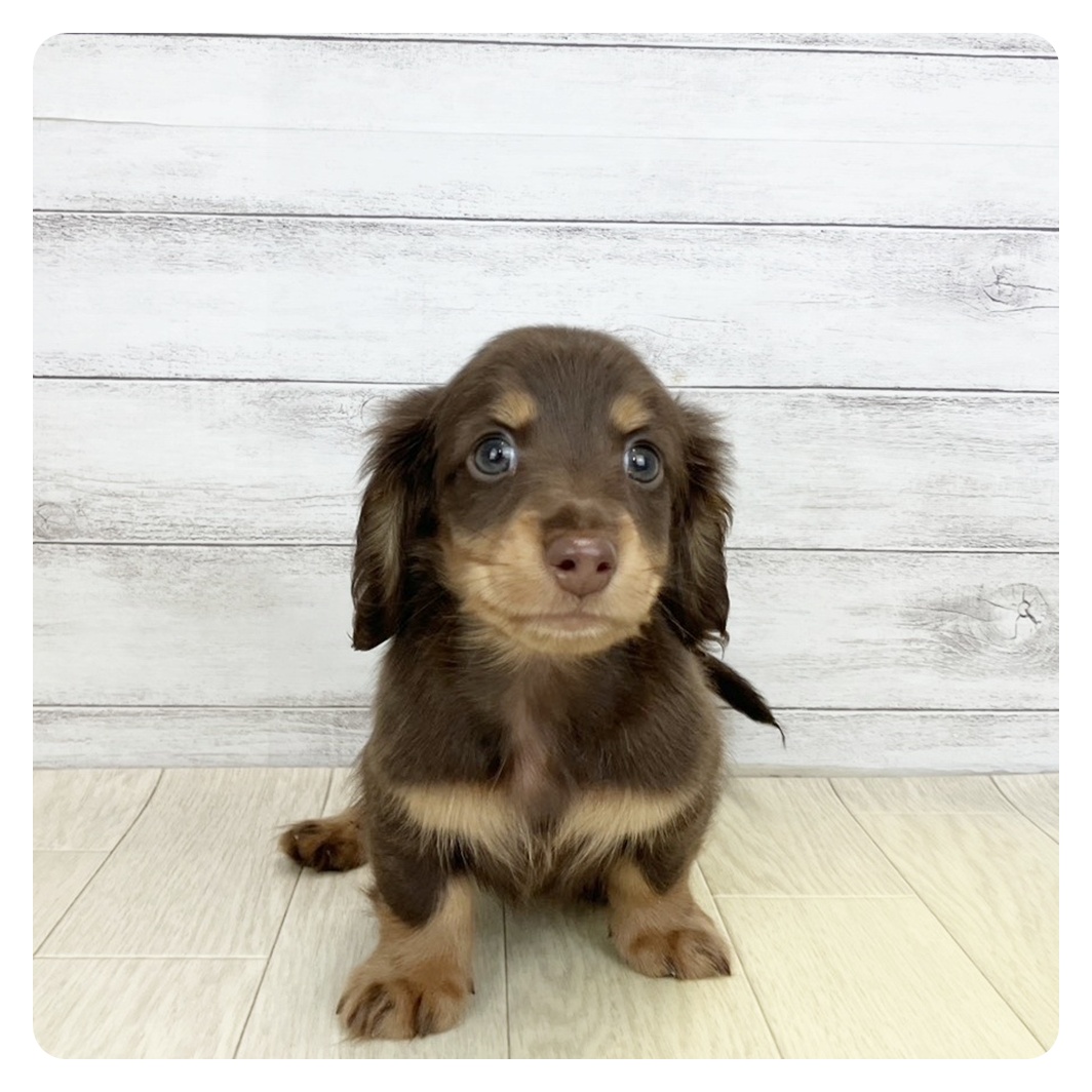 愛知県のミニチュアダックスフンド(ロング) (犬の家＆猫の里愛知刈谷店/2025年9月9日生まれ/男の子/チョコレートタン)の子犬