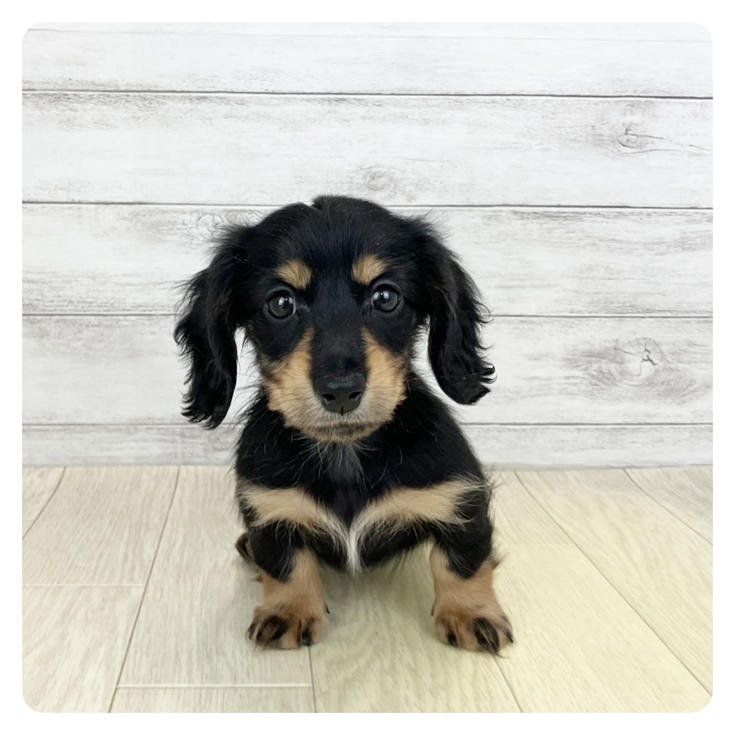 石川県のミニチュアダックスフンド(ロング) (犬の家＆猫の里アミーゴ金沢有松店/2025年9月9日生まれ/女の子/ブラックタン)の子犬の2枚目の画像