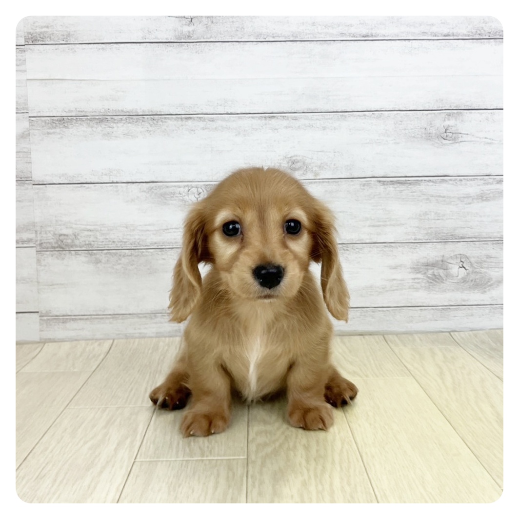 三重県のミニチュアダックスフンド(ロング) (犬の家＆猫の里三重桑名店/2025年9月9日生まれ/女の子/ゴールド)の子犬の2枚目の画像