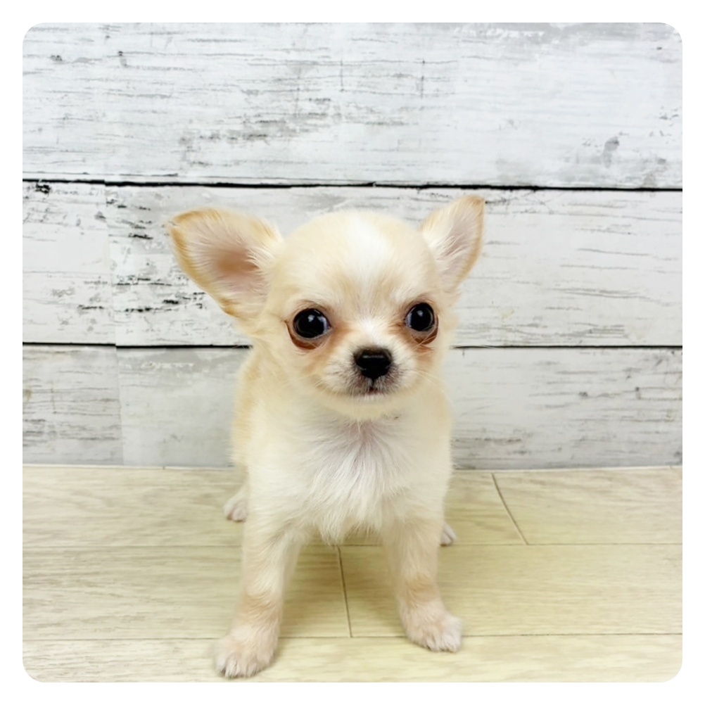 兵庫県のチワワ(ロング) (犬の家＆猫の里川西店/2025年9月11日生まれ/女の子/クリームホワイト)の子犬の3枚目の画像