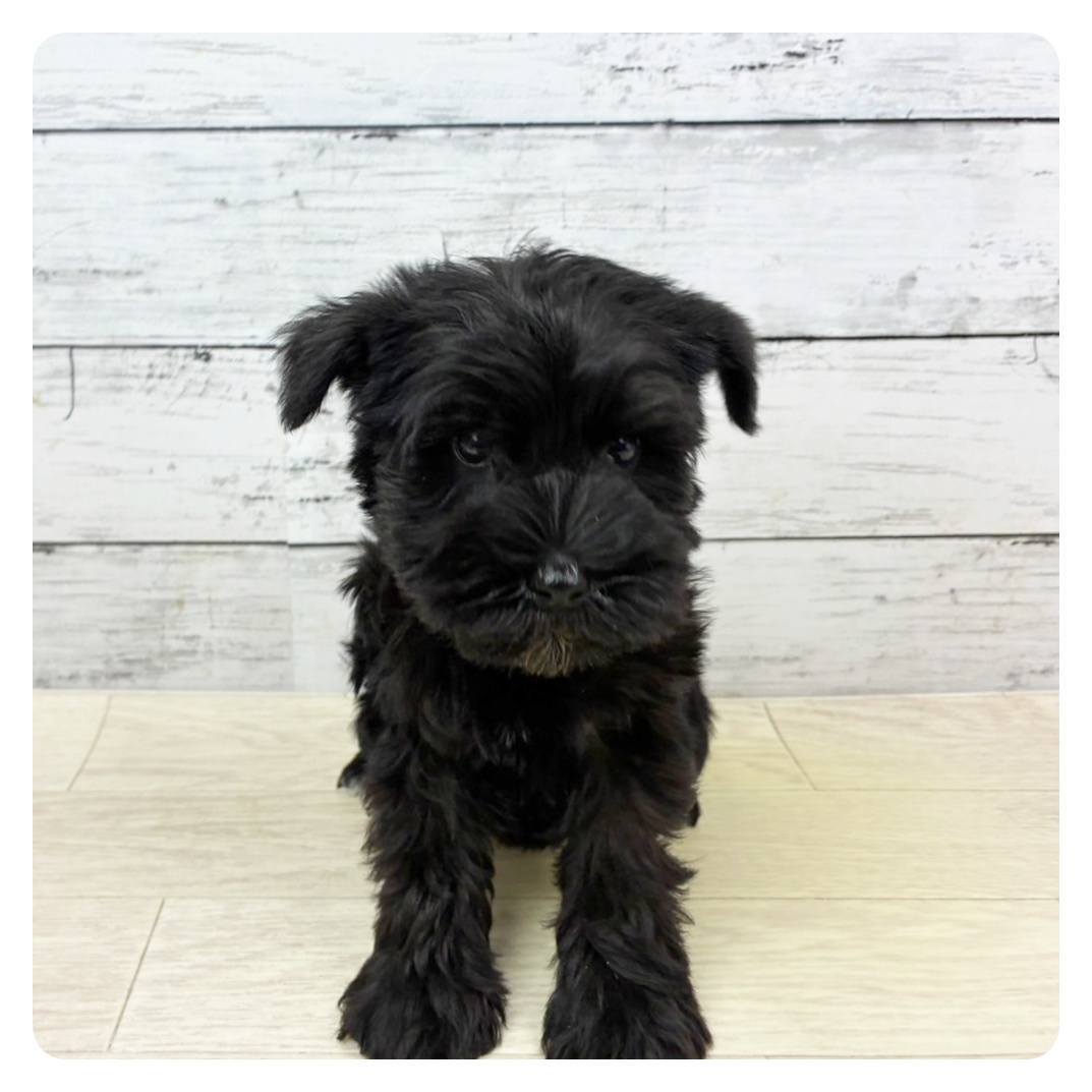 兵庫県のミニチュアシュナウザー (犬の家＆猫の里尼崎店/2025年9月11日生まれ/女の子/ブラック)の子犬の2枚目の画像