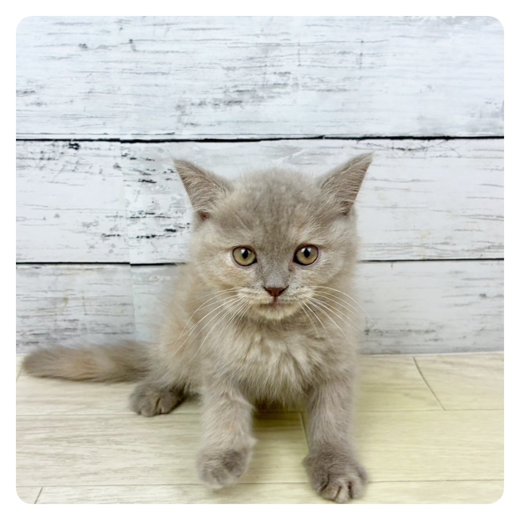 福井県のブリティッシュショートヘアー (犬の家＆猫の里福井店/2025年8月30日生まれ/女の子/ライラッククリーム)の子猫の2枚目の画像