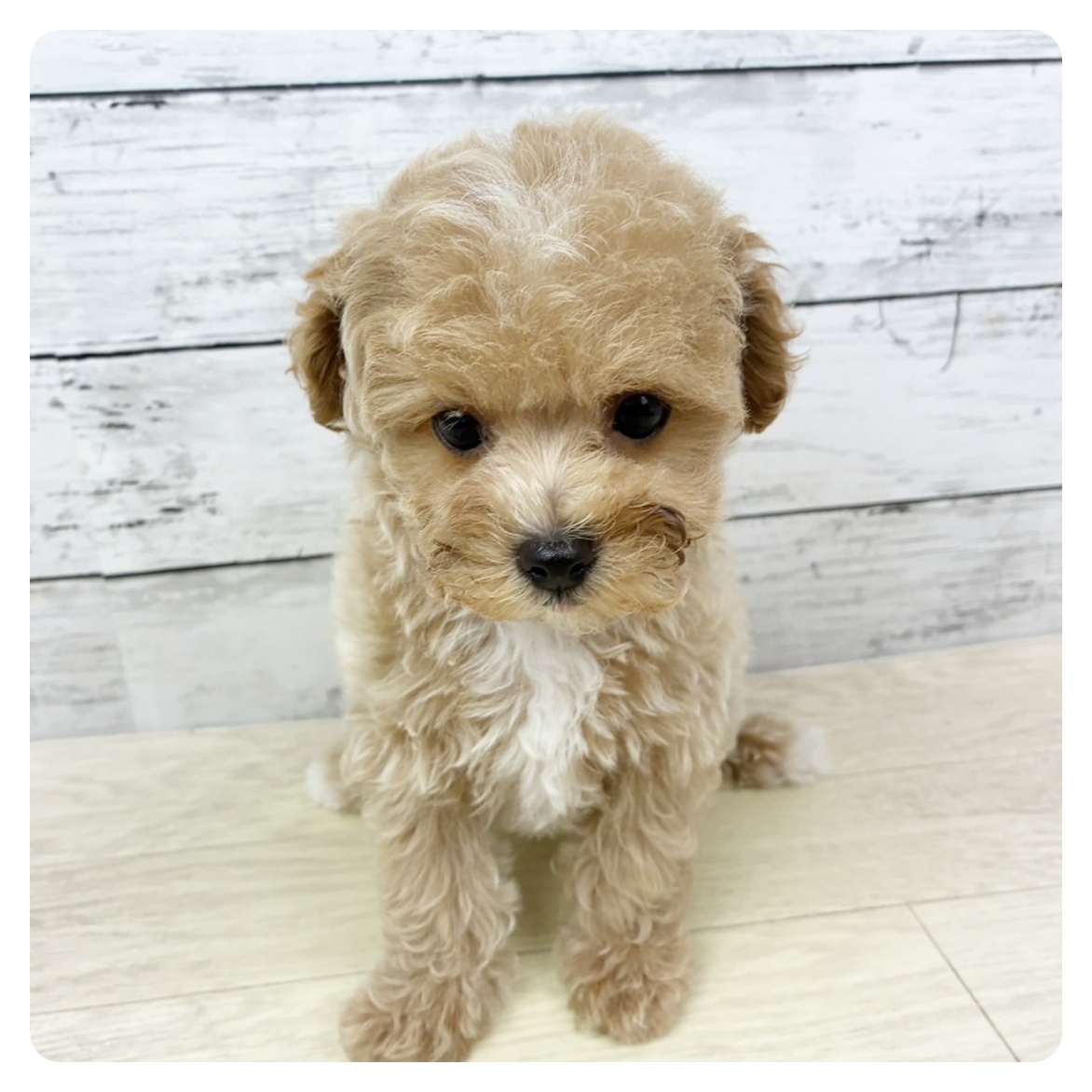 兵庫県のマルプー(マルチーズ×プードル) (犬の家＆猫の里川西店/2025年9月9日生まれ/女の子/クリーム)の子犬の2枚目の画像