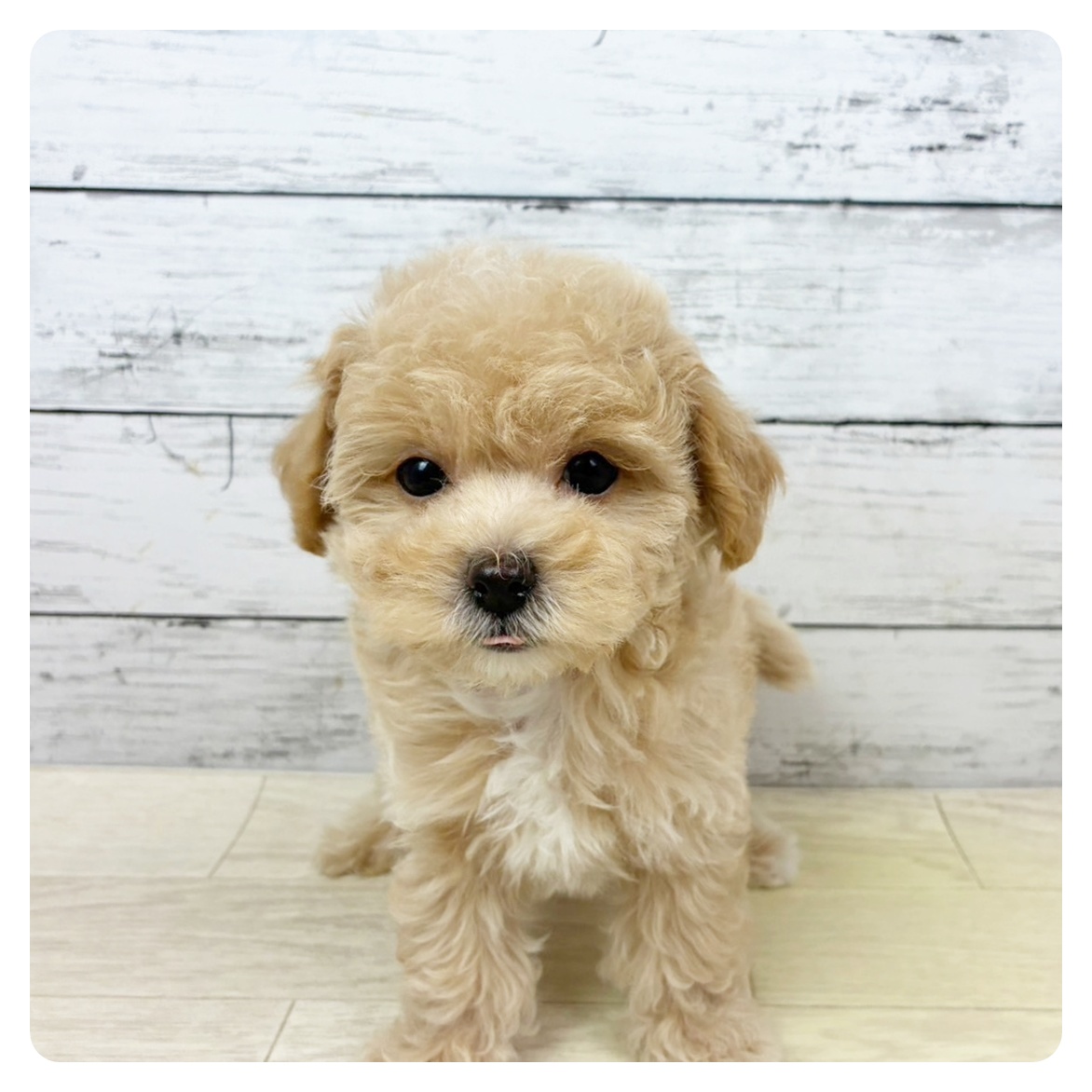 兵庫県のマルプー(マルチーズ×プードル) (犬の家＆猫の里ゆめタウン姫路店/2025年9月9日生まれ/男の子/クリーム)の子犬