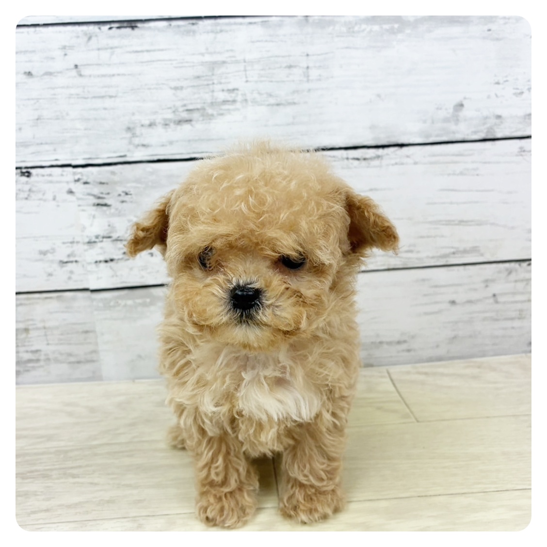 福井県のチワプー/プーチー(チワワ×プードル) (犬の家＆猫の里福井店/2025年9月11日生まれ/女の子/クリーム)の子犬