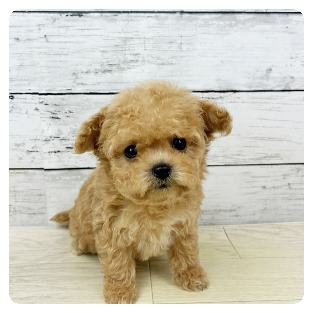 滋賀県のチワプー/プーチー(チワワ×プードル) (犬の家＆猫の里近江八幡店/2025年9月11日生まれ/女の子/クリーム)の子犬