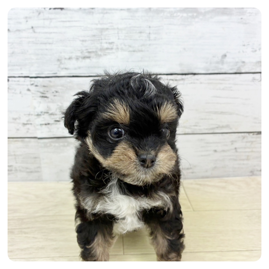 兵庫県のチワプー/プーチー(チワワ×プードル) (犬の家＆猫の里カナート西神戸店/2025年9月10日生まれ/男の子/ブラックタン)の子犬