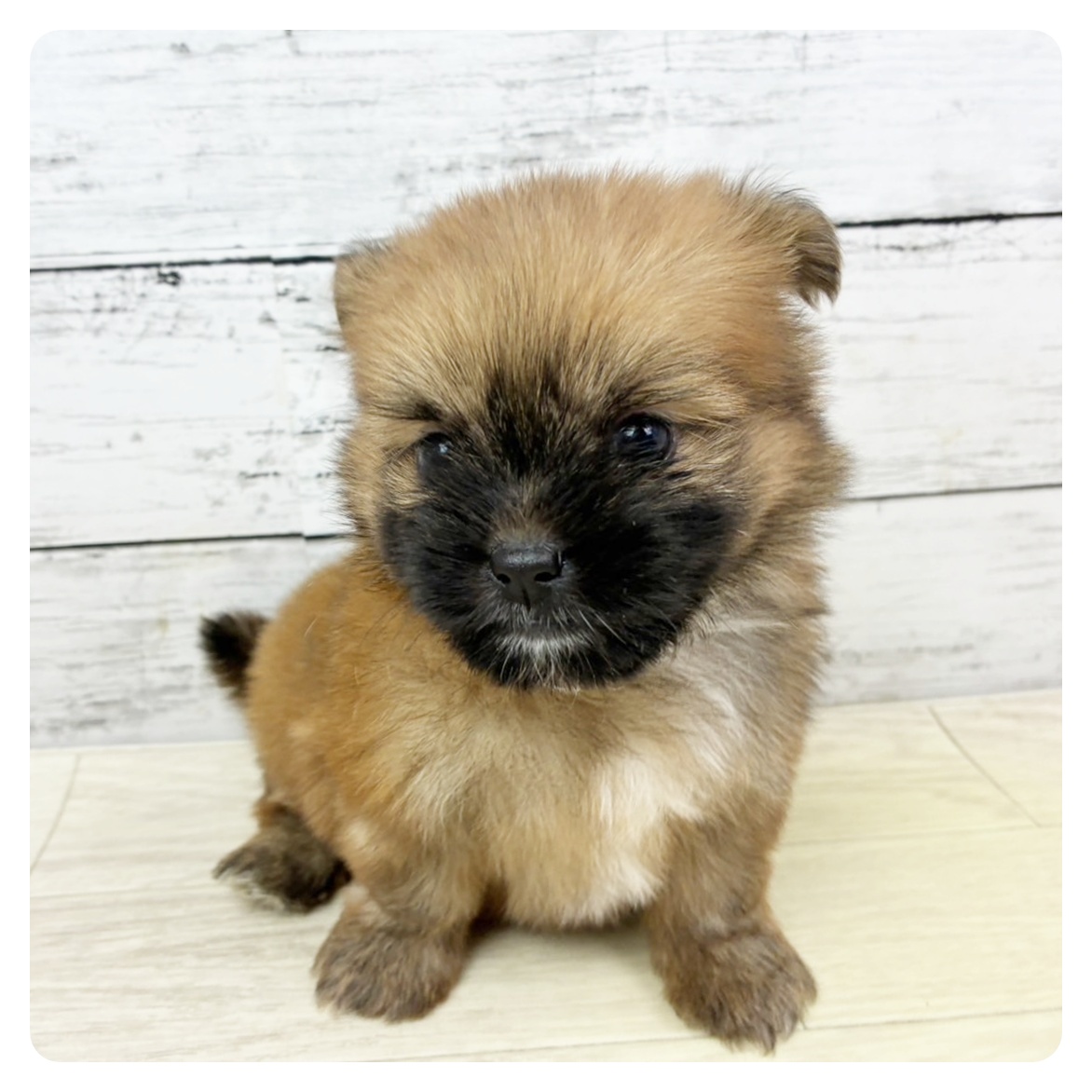 福井県のポメズー/ポメシーズ(ポメラニアン×シーズー) (犬の家＆猫の里アミーゴ福井店/2025年9月11日生まれ/女の子/フォーン)の子犬の2枚目の画像