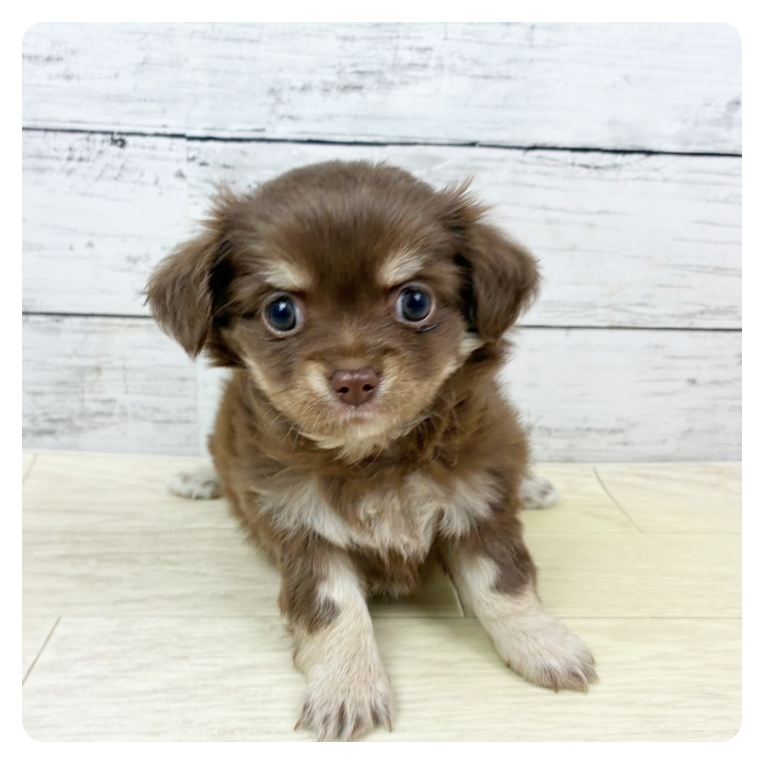 滋賀県のチワックス(チワワ×ダックス) (犬の家＆猫の里近江八幡店/2025年9月8日生まれ/女の子/チョコレートタン)の子犬の2枚目の画像