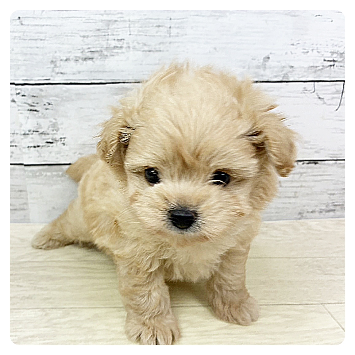 滋賀県のポメプー(ポメラニアン×プードル) (犬の家＆猫の里近江八幡店/2025年9月11日生まれ/男の子/クリーム)の子犬