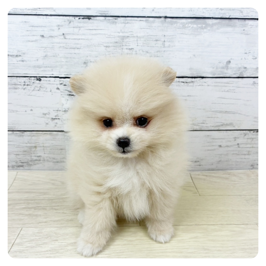 滋賀県のポメラニアン (犬の家＆猫の里近江八幡店/2025年9月11日生まれ/女の子/クリームホワイト)の子犬