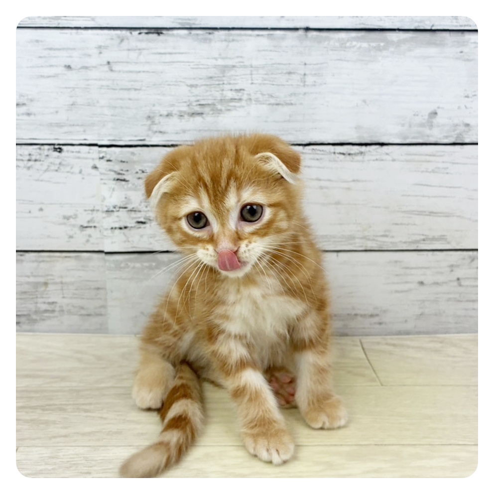 福井県のスコティッシュフォールド (犬の家＆猫の里アミーゴ福井店/2025年9月11日生まれ/男の子/レッドタビー)の子猫の2枚目の画像